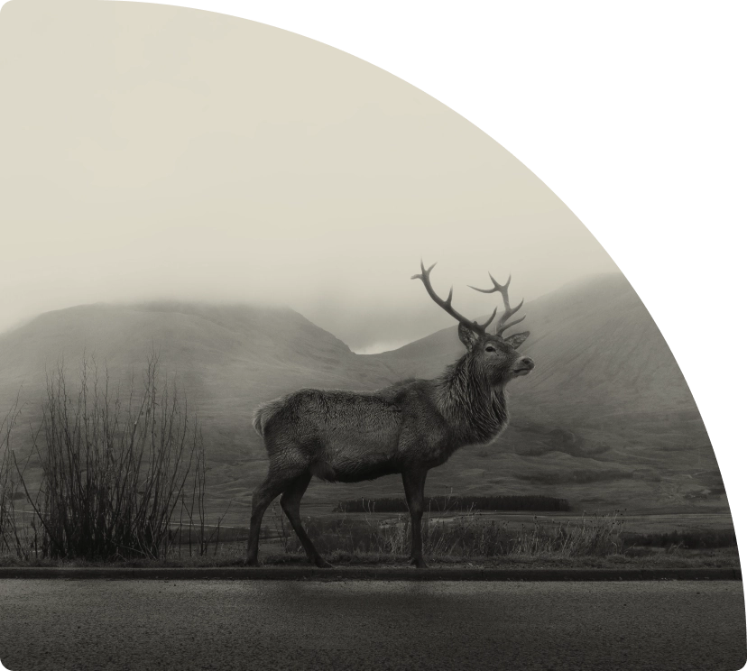 Nordic investin header- picture of an elk